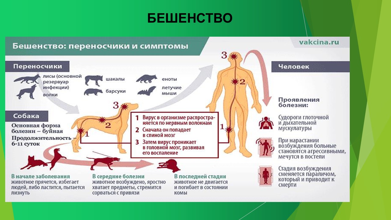 Бешенство